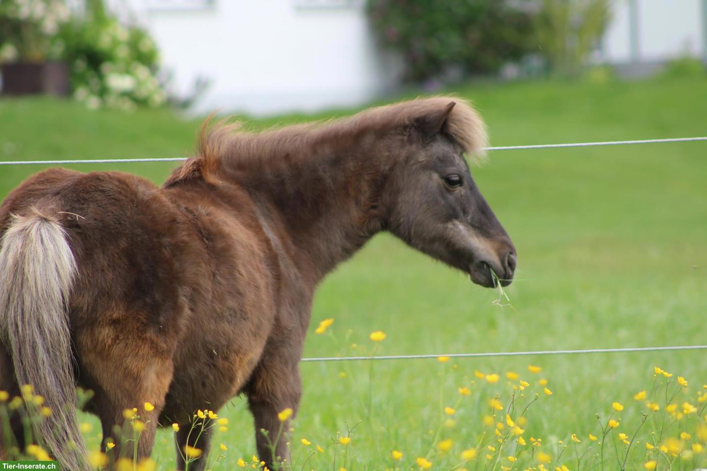 Liebe Ponystute 1m gross zu verkaufen