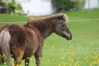 Liebe Ponystute 1m gross zu verkaufen
