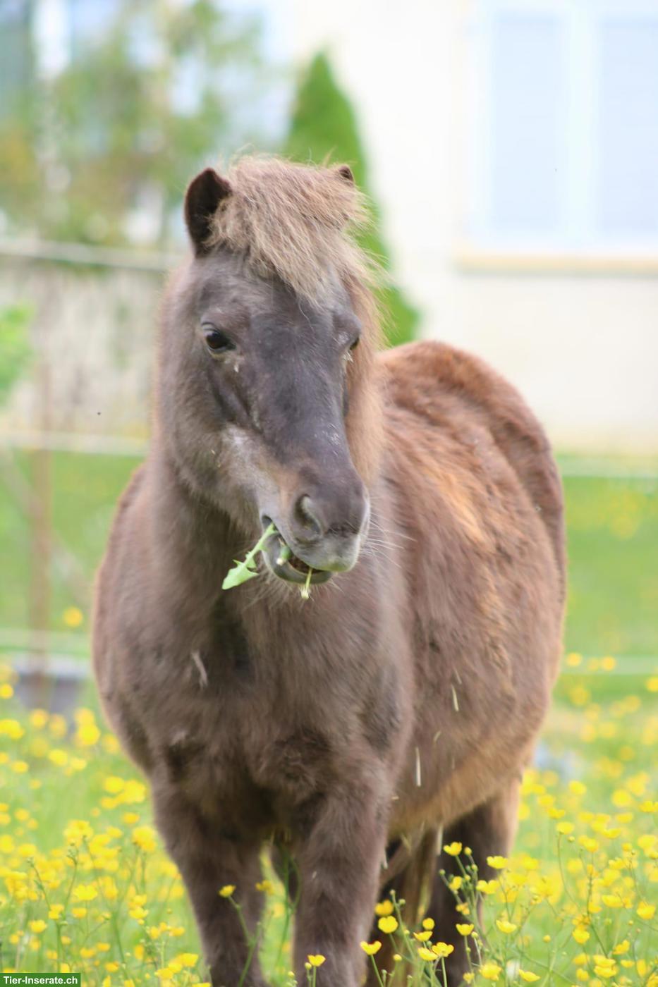 Bild 2: Liebe Ponystute 1m gross zu verkaufen