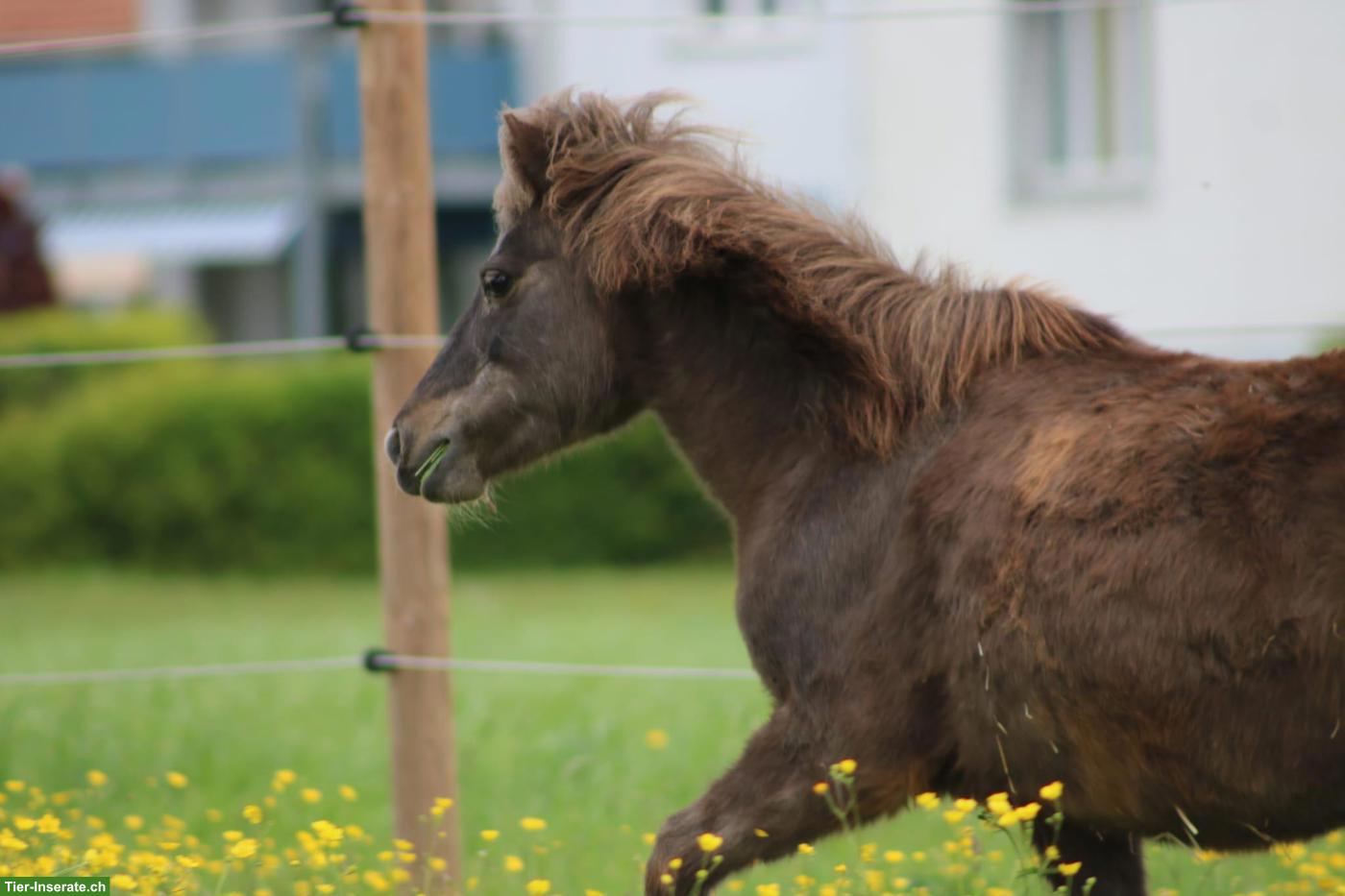 Bild 3: Liebe Ponystute 1m gross zu verkaufen