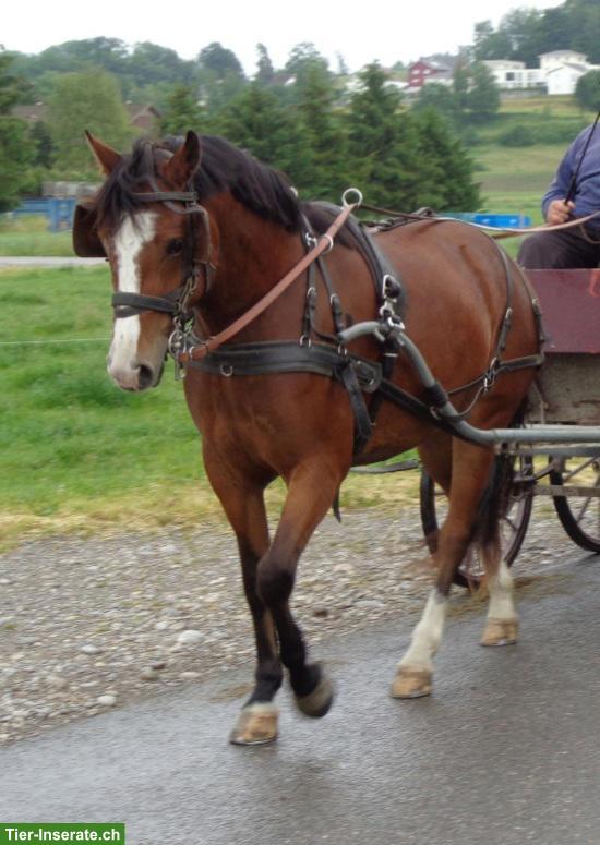 Hübsche brave Freiberger Stute, ca. 155cm Stockmass