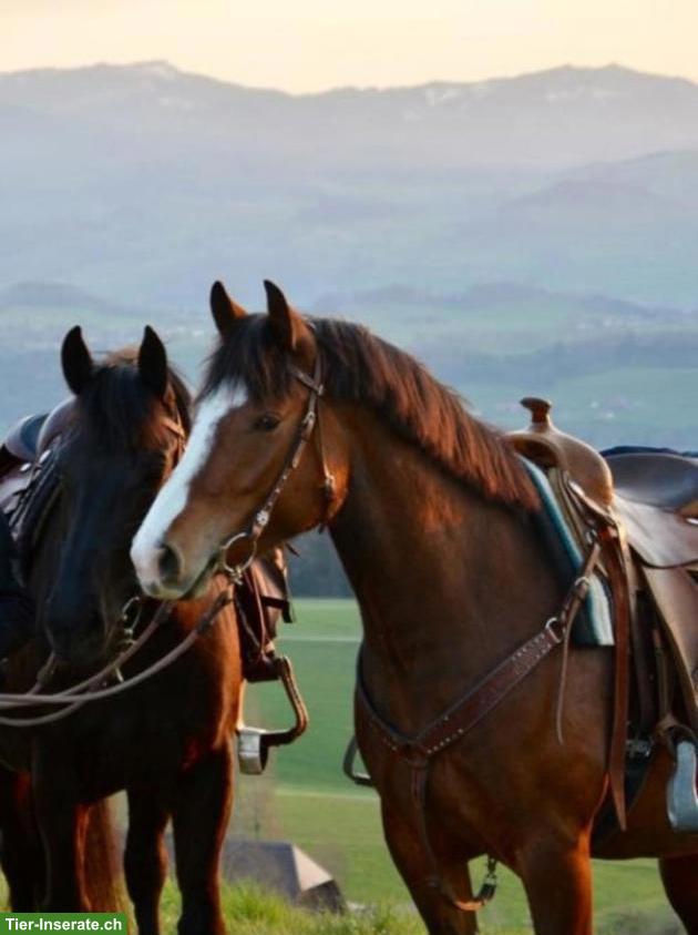 Bild 2: Hübsche brave Freiberger Stute, ca. 155cm Stockmass