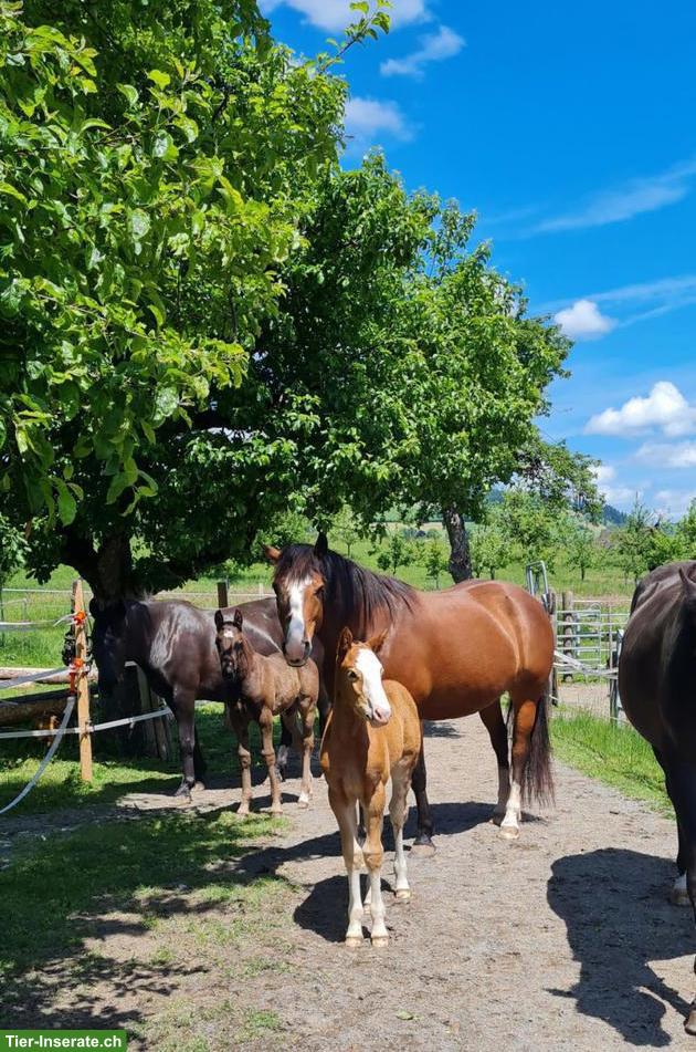 Bild 3: Hübsche brave Freiberger Stute, ca. 155cm Stockmass
