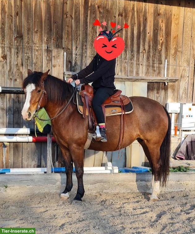 Bild 4: Hübsche brave Freiberger Stute, ca. 155cm Stockmass