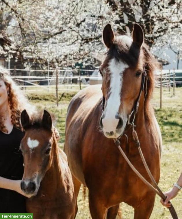 Bild 5: Hübsche brave Freiberger Stute, ca. 155cm Stockmass