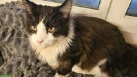 Maine Coon Kater Keanu mit Stammbaum