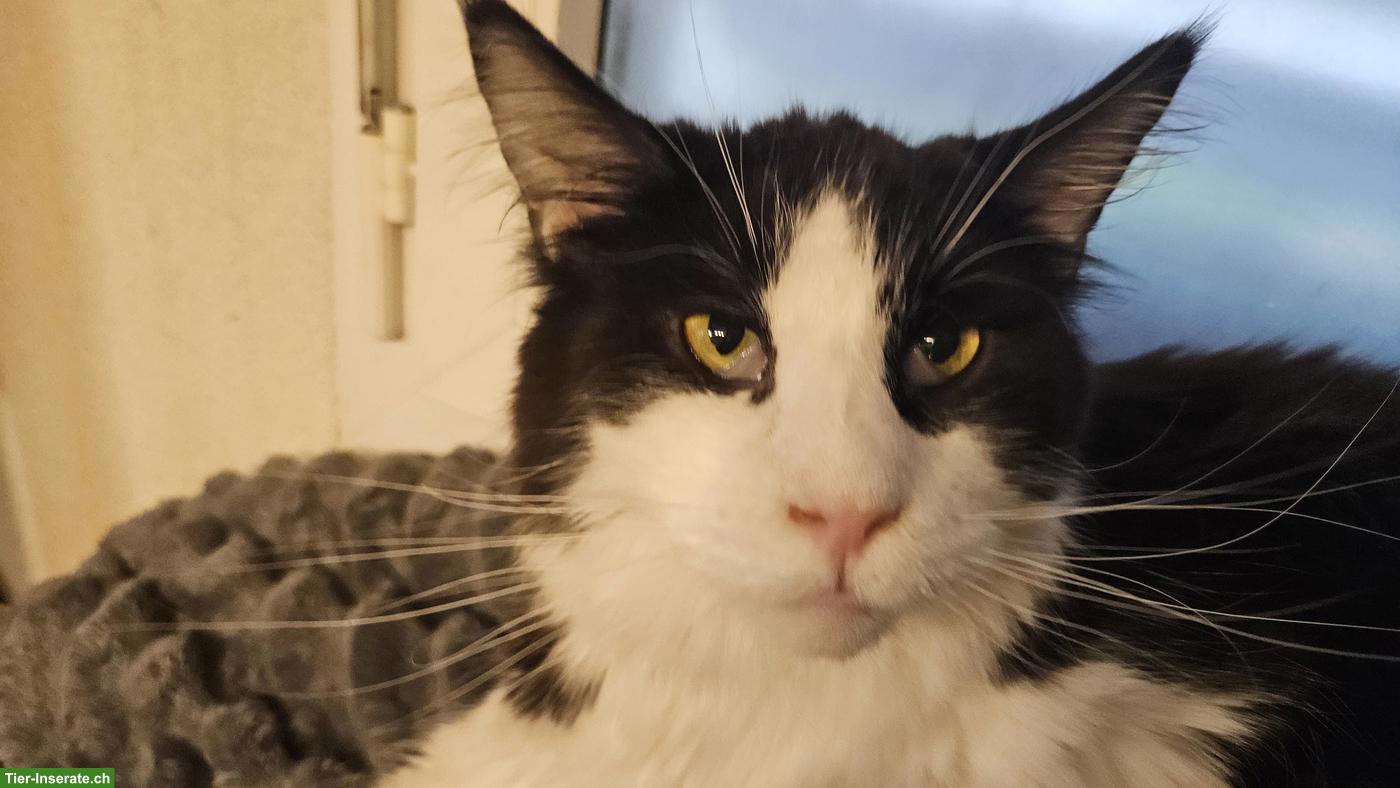 Bild 2: Maine Coon Kater Keanu mit Stammbaum