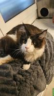 Maine Coon Kater Rocky mit Stammbaum