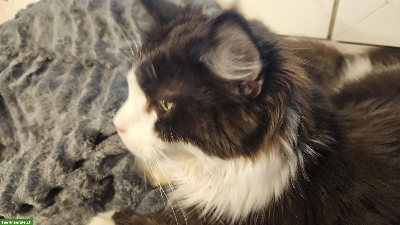 Bild 2: Maine Coon Kater Rocky mit Stammbaum