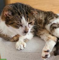 Allerliebster Oldie Kater, kastriert sucht letztes Zuhause