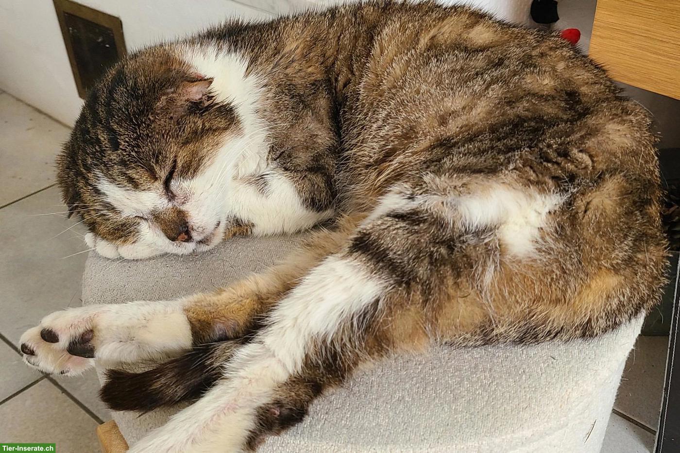 Bild 2: Allerliebster Oldie Kater, kastriert sucht letztes Zuhause