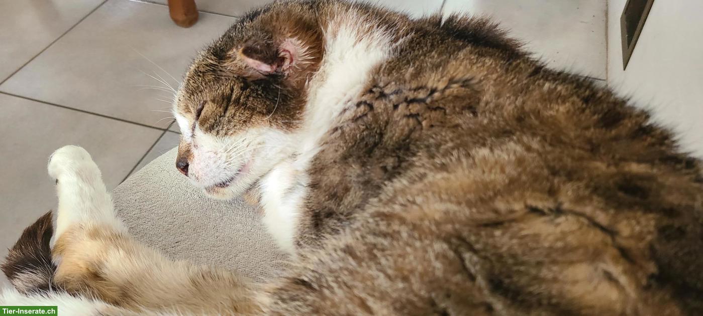 Bild 3: Allerliebster Oldie Kater, kastriert sucht letztes Zuhause