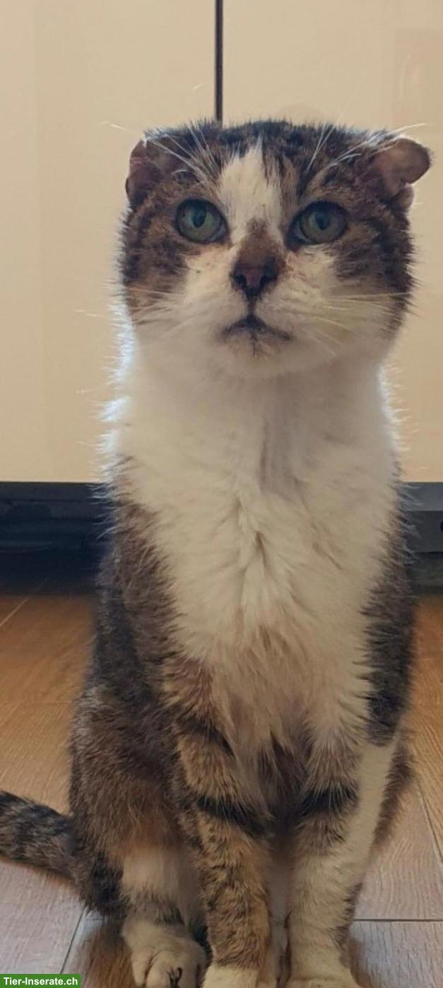 Bild 4: Allerliebster Oldie Kater, kastriert sucht letztes Zuhause