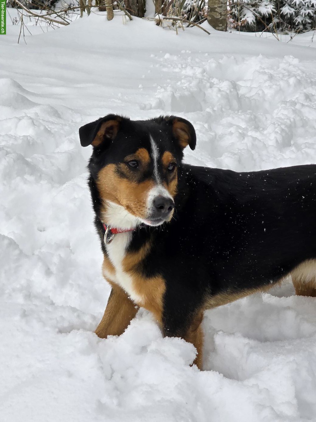 Appenzeller x Labrador Mischlingshündin