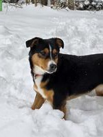 Appenzeller x Labrador Mischlingshündin