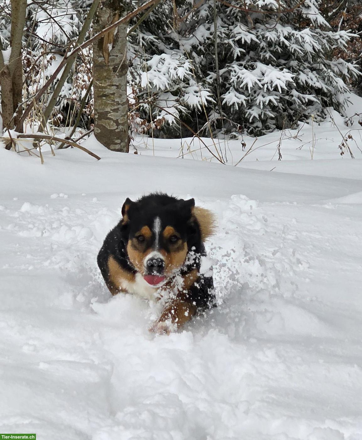 Bild 2: Appenzeller x Labrador Mischlingshündin