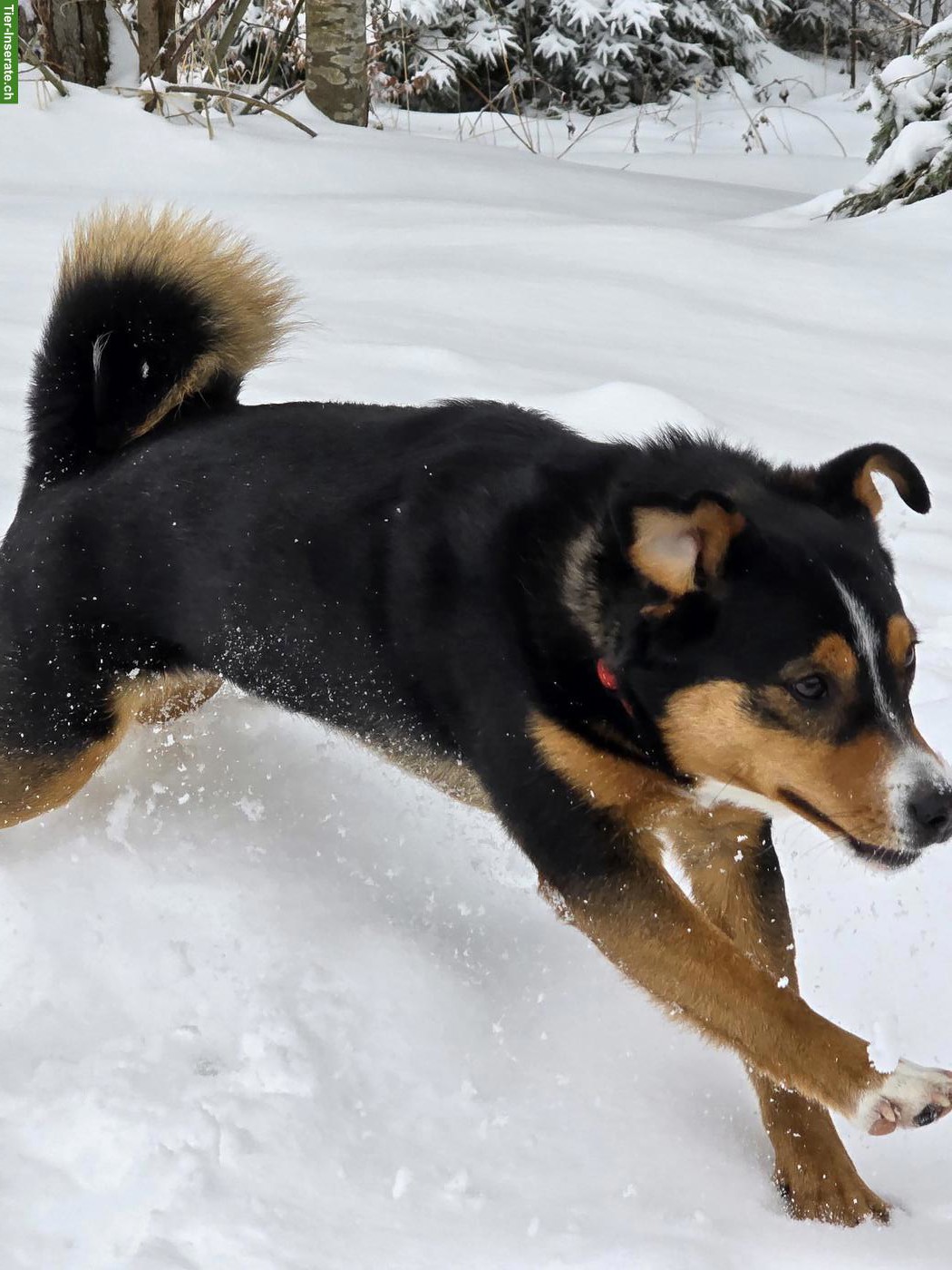 Bild 3: Appenzeller x Labrador Mischlingshündin