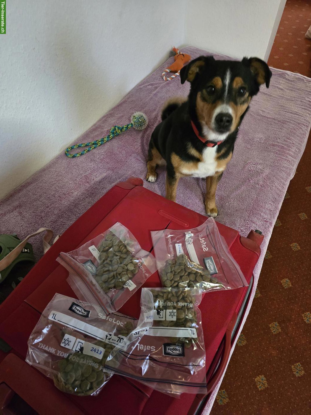 Bild 4: Appenzeller x Labrador Mischlingshündin