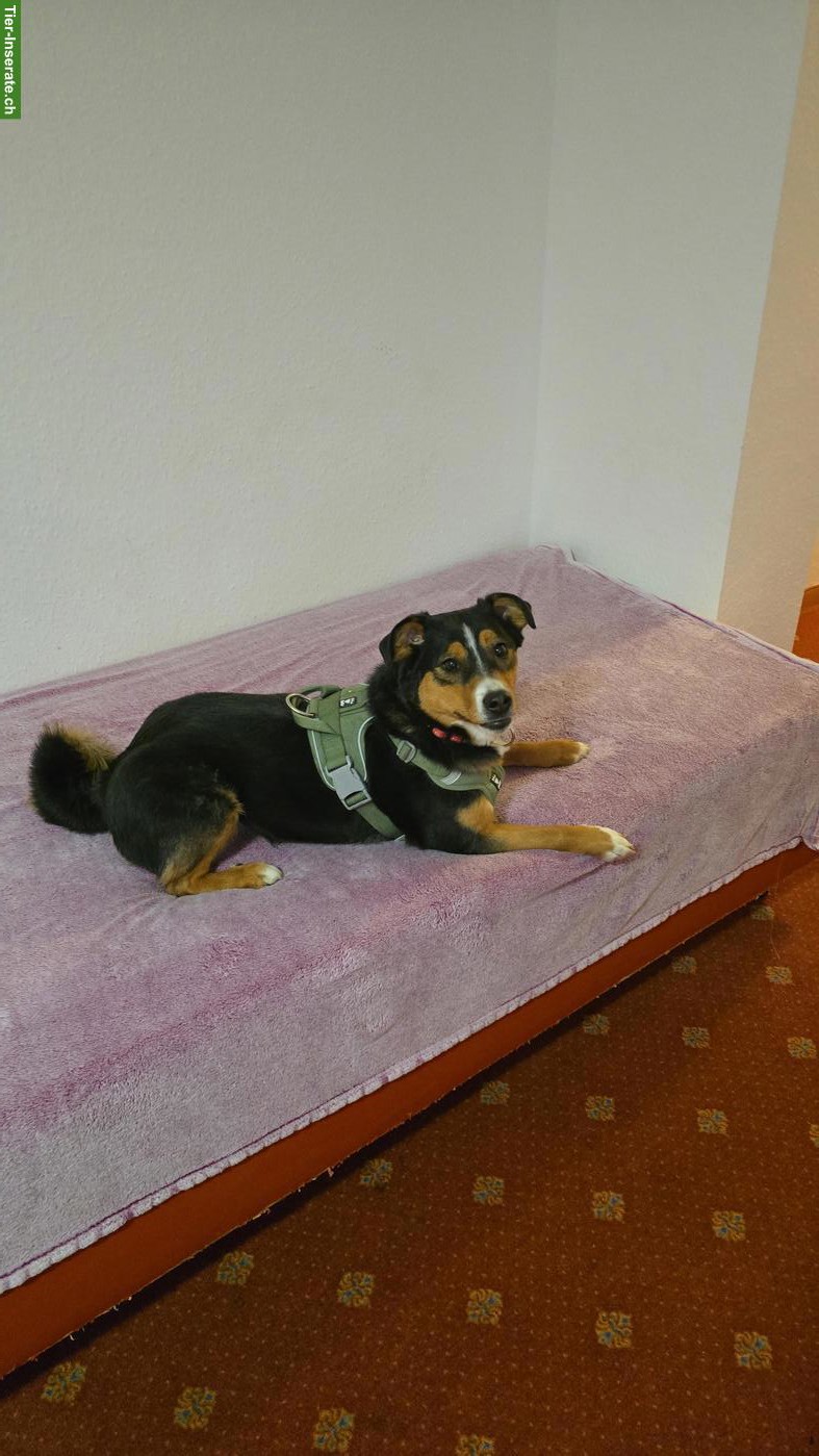 Bild 5: Appenzeller x Labrador Mischlingshündin