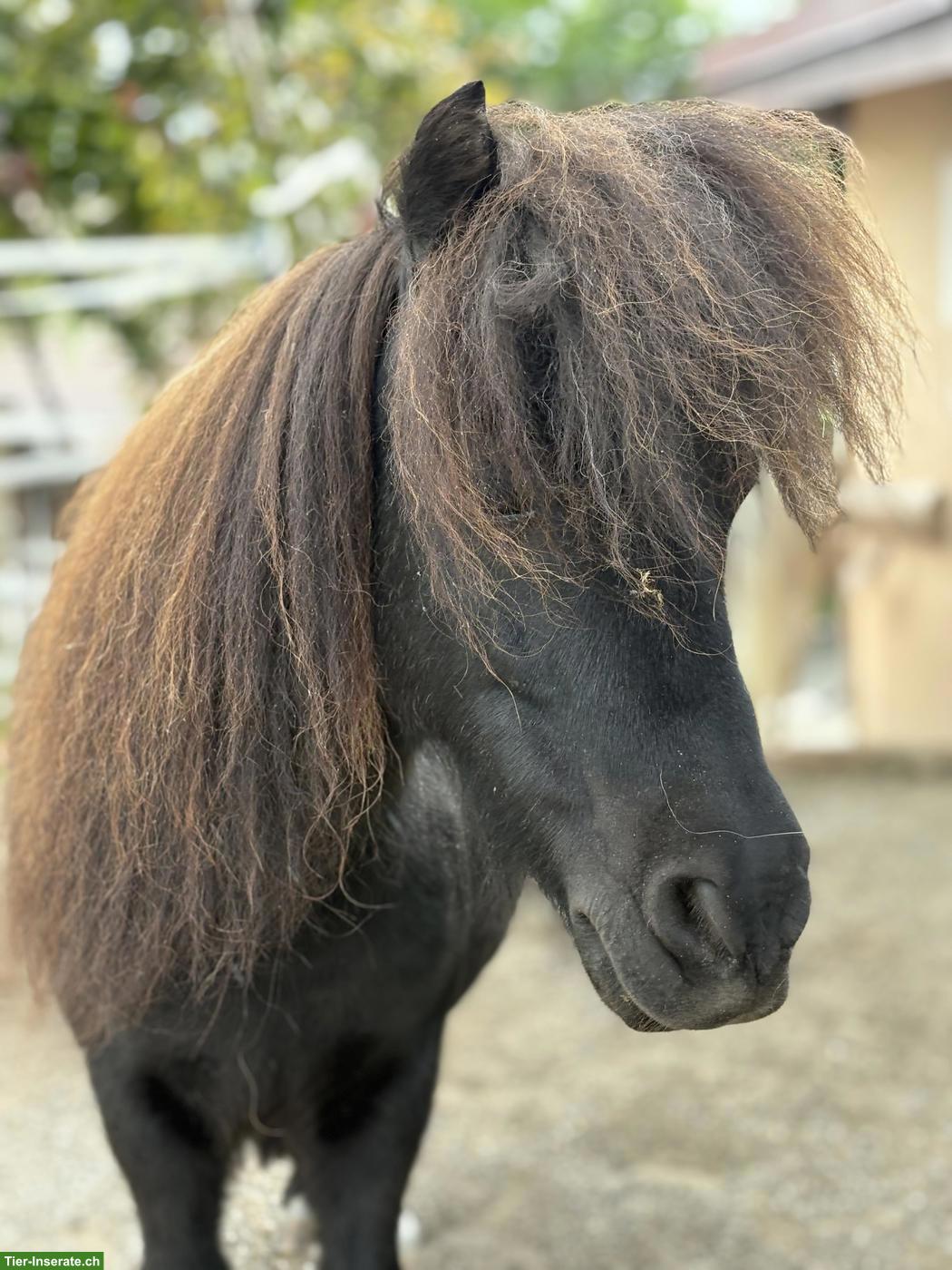 Süsser, liebevoller Mini-Shetty Wallach