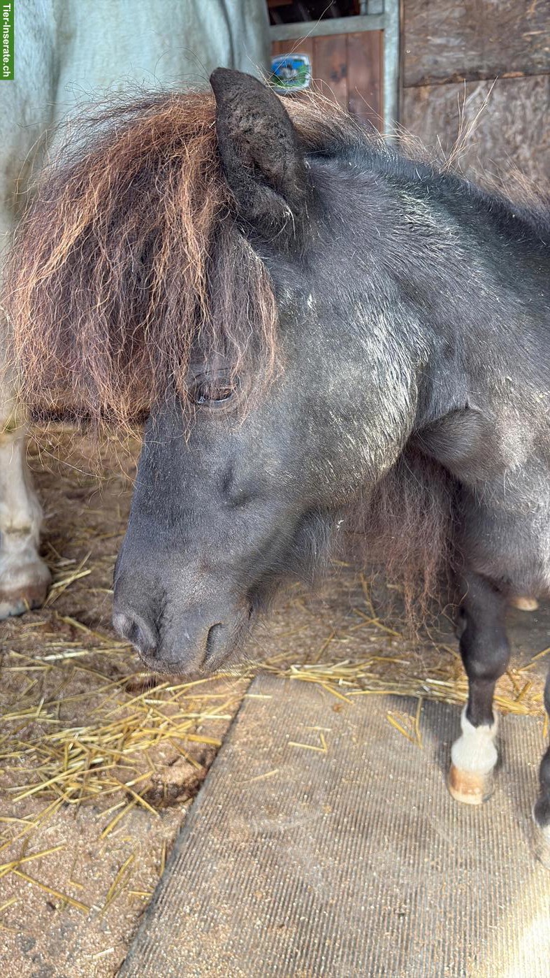 Bild 3: Süsser, liebevoller Mini-Shetty Wallach