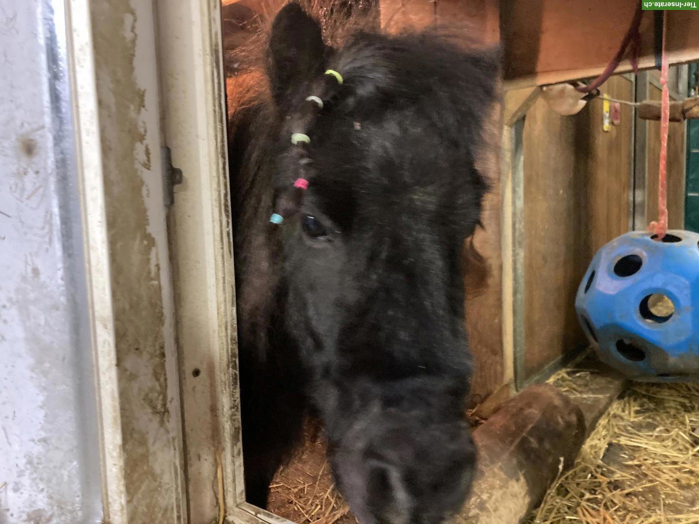 Bild 4: Süsser, liebevoller Mini-Shetty Wallach