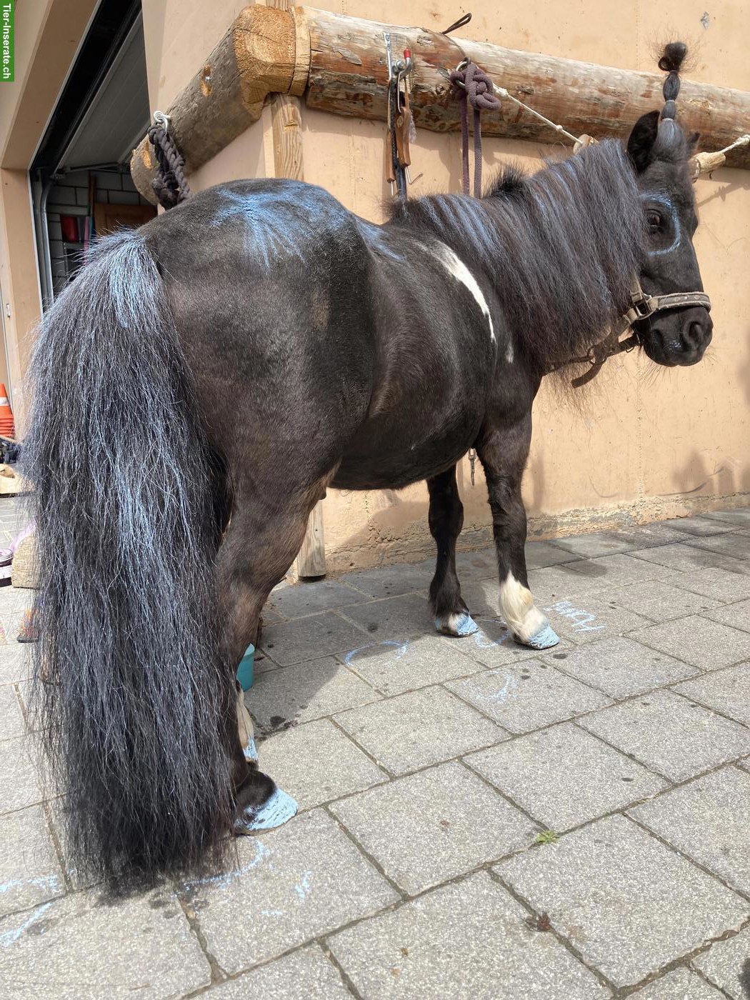 Bild 5: Süsser, liebevoller Mini-Shetty Wallach