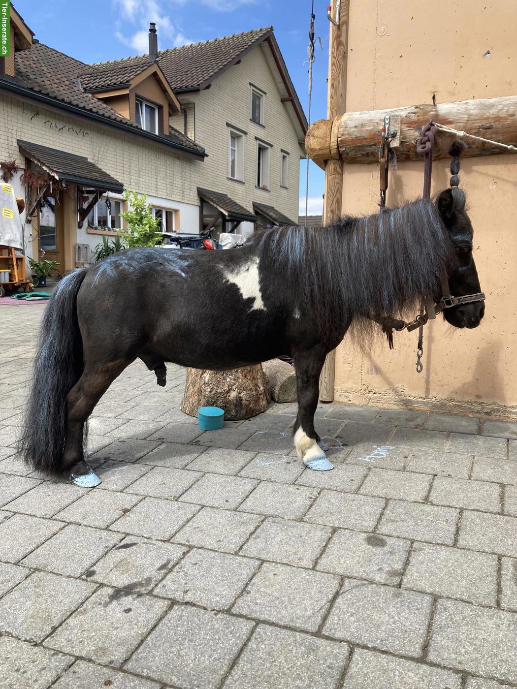 Bild 6: Süsser, liebevoller Mini-Shetty Wallach