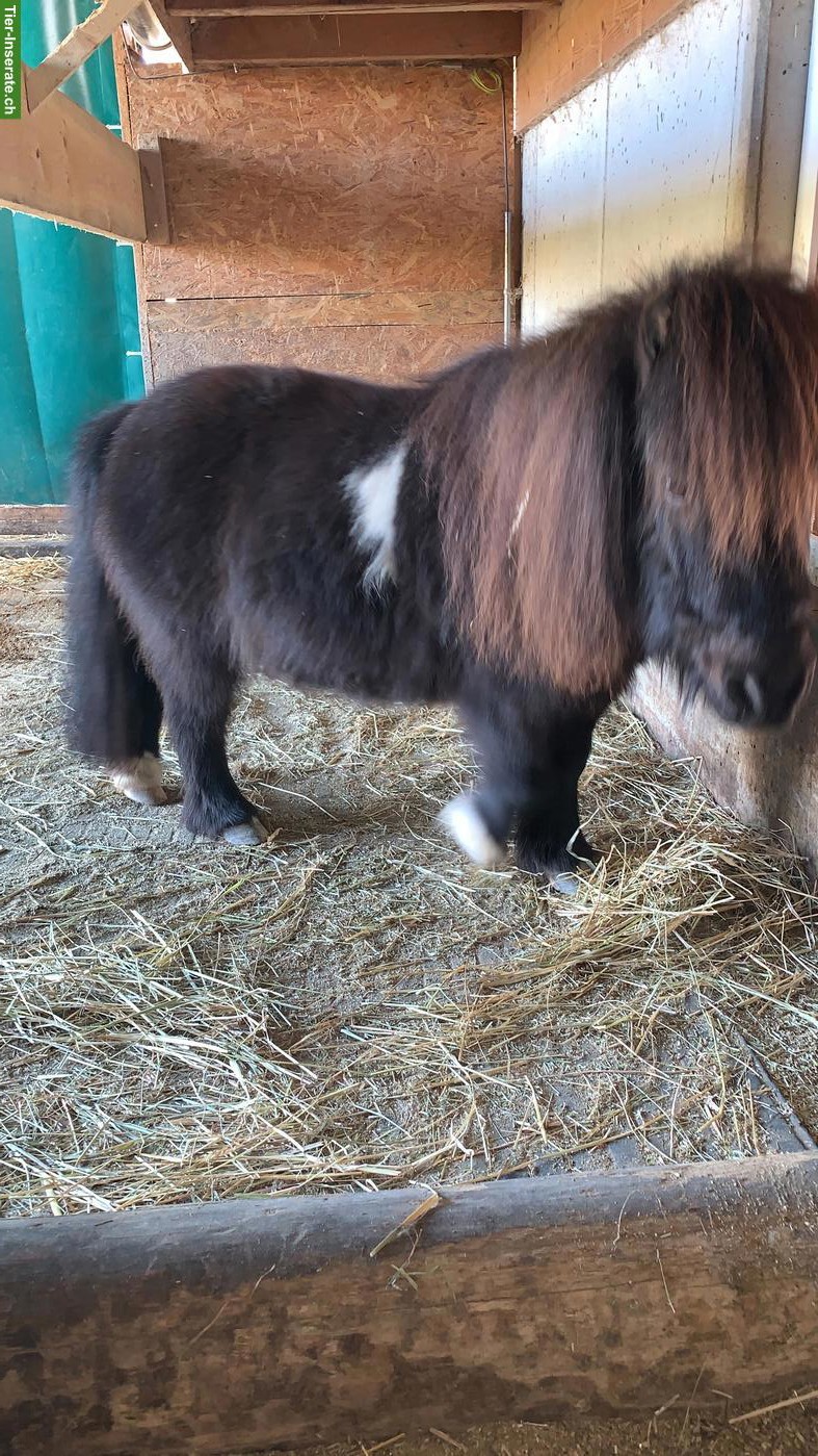 Bild 7: Süsser, liebevoller Mini-Shetty Wallach