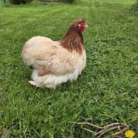 Zwerg-Cochin: 1 Hahn & 3 Hennen, weizenfarbig