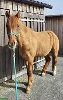 Kinderliebes Pony, 27-jährig, Wallach