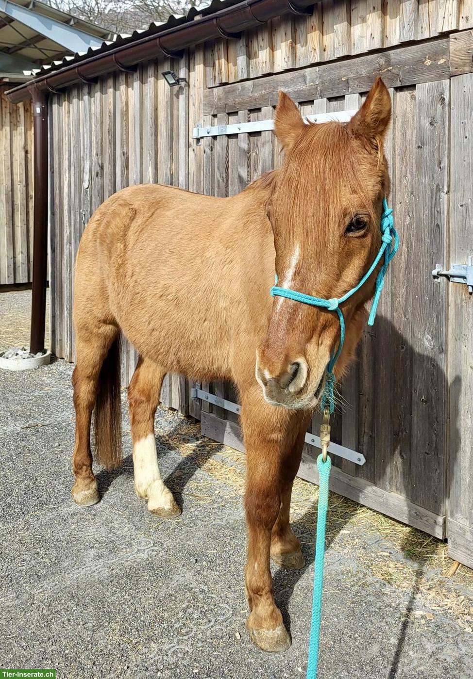 Bild 2: Kinderliebes Pony, 27-jährig, Wallach