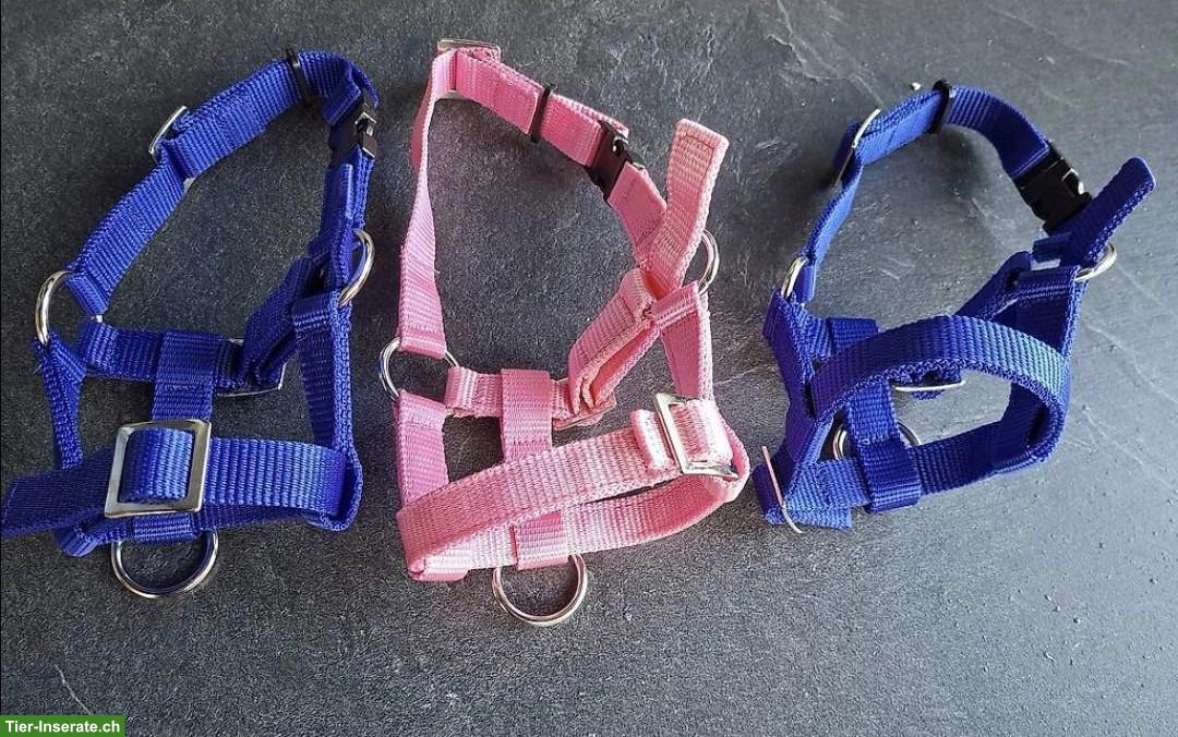 Bild 3: 3 Alpaka Halfter, neuwertig