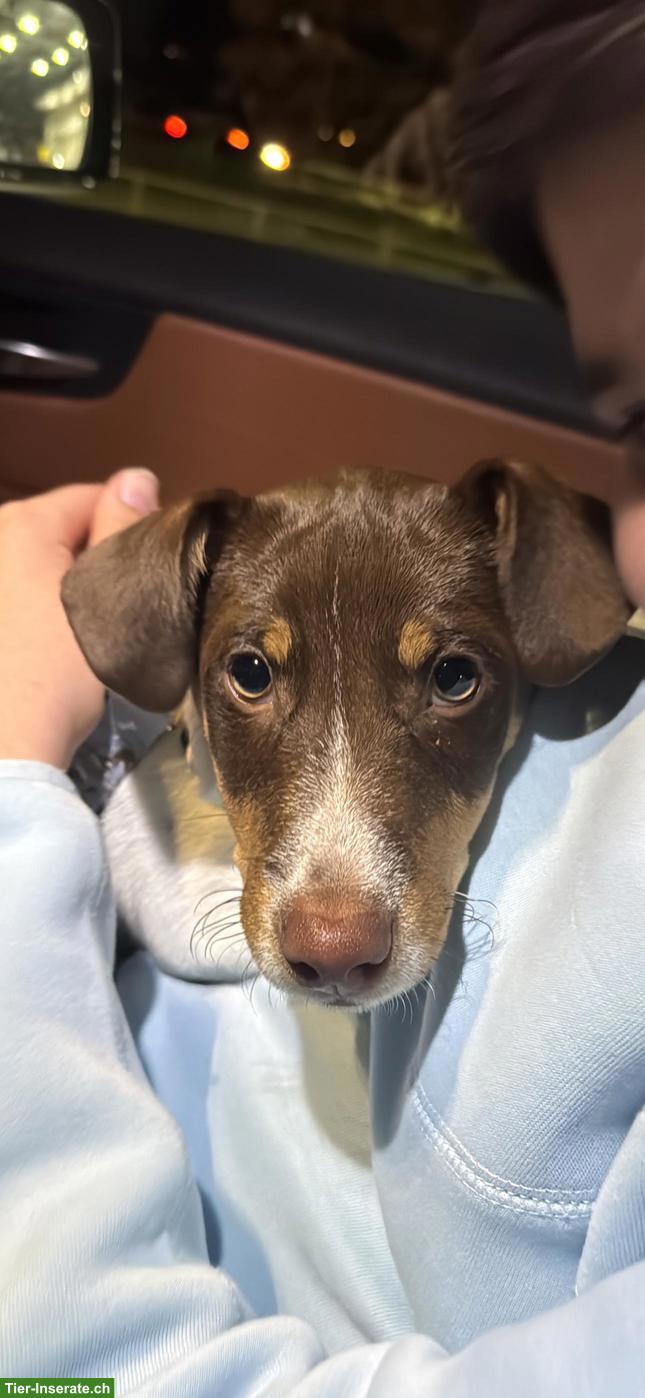 Jack Russell Terrier Welpen (Rüde) mit Zubehör