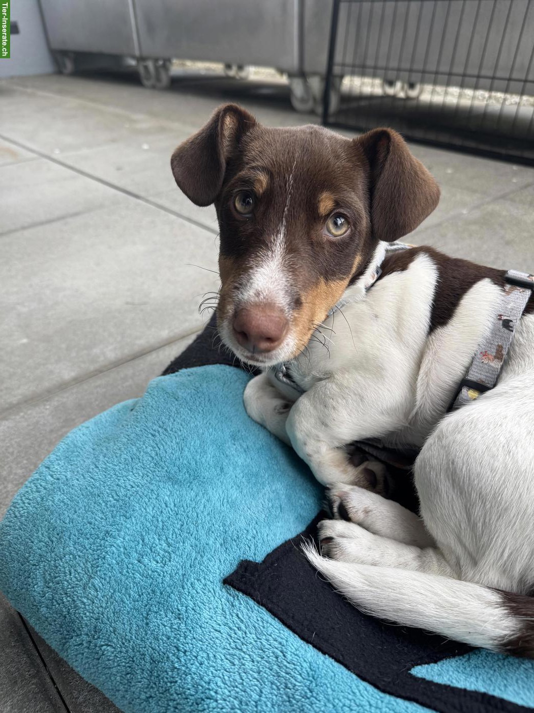 Bild 2: Jack Russell Terrier Welpen (Rüde) mit Zubehör