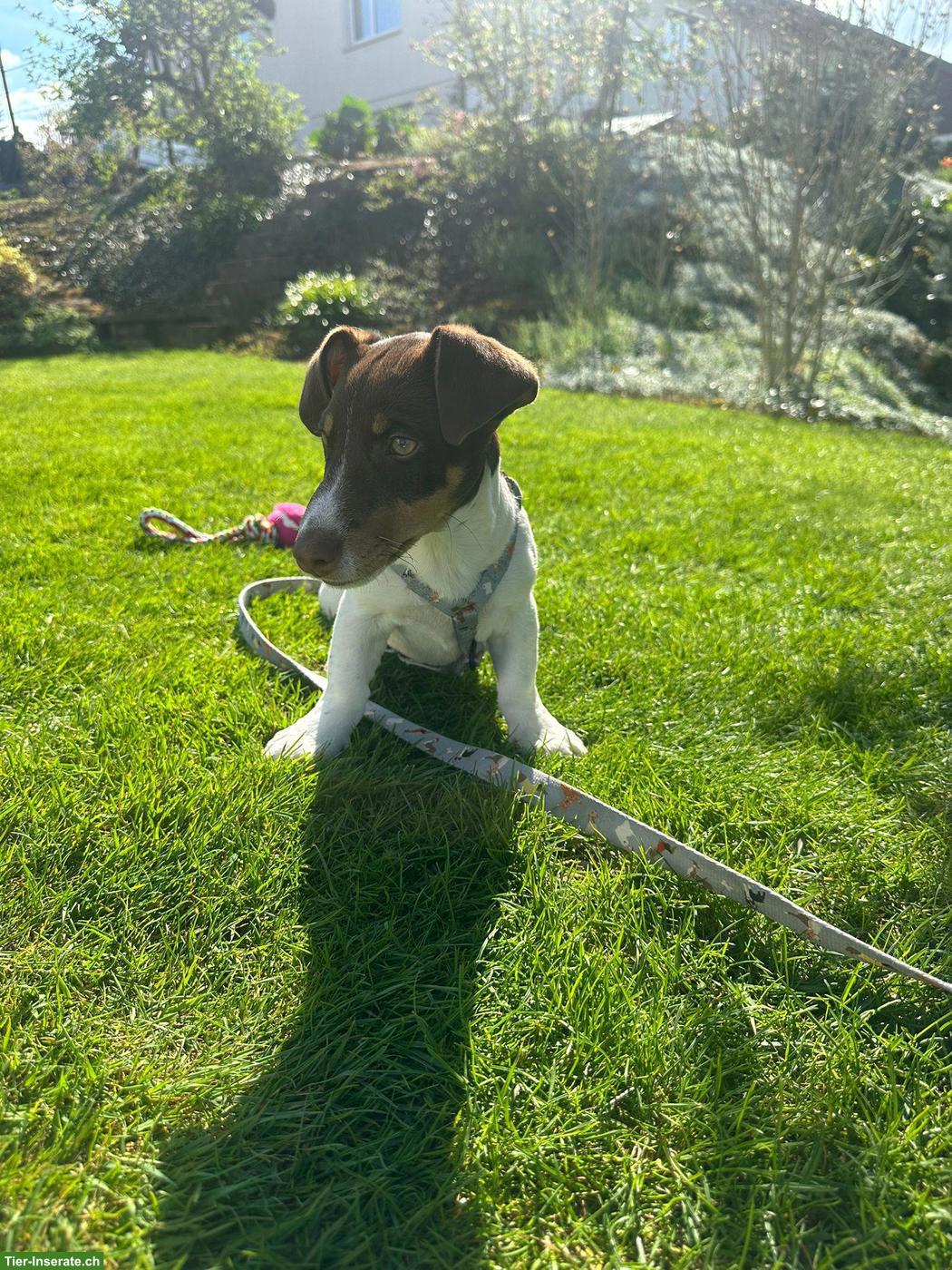 Bild 3: Jack Russell Terrier Welpen (Rüde) mit Zubehör