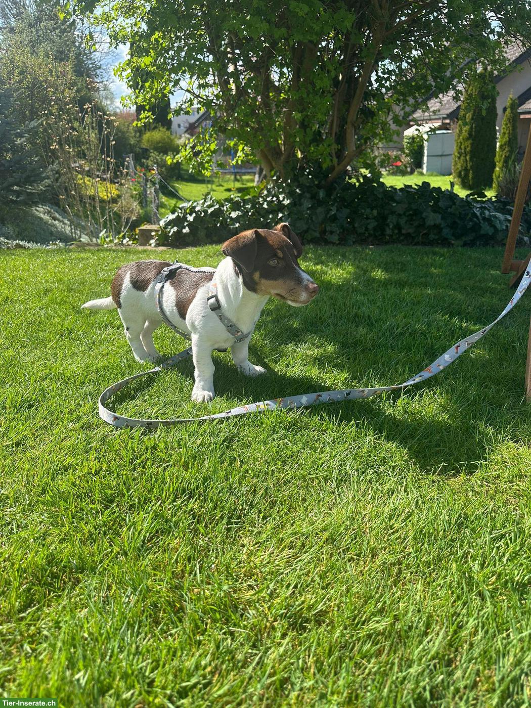 Bild 4: Jack Russell Terrier Welpen (Rüde) mit Zubehör