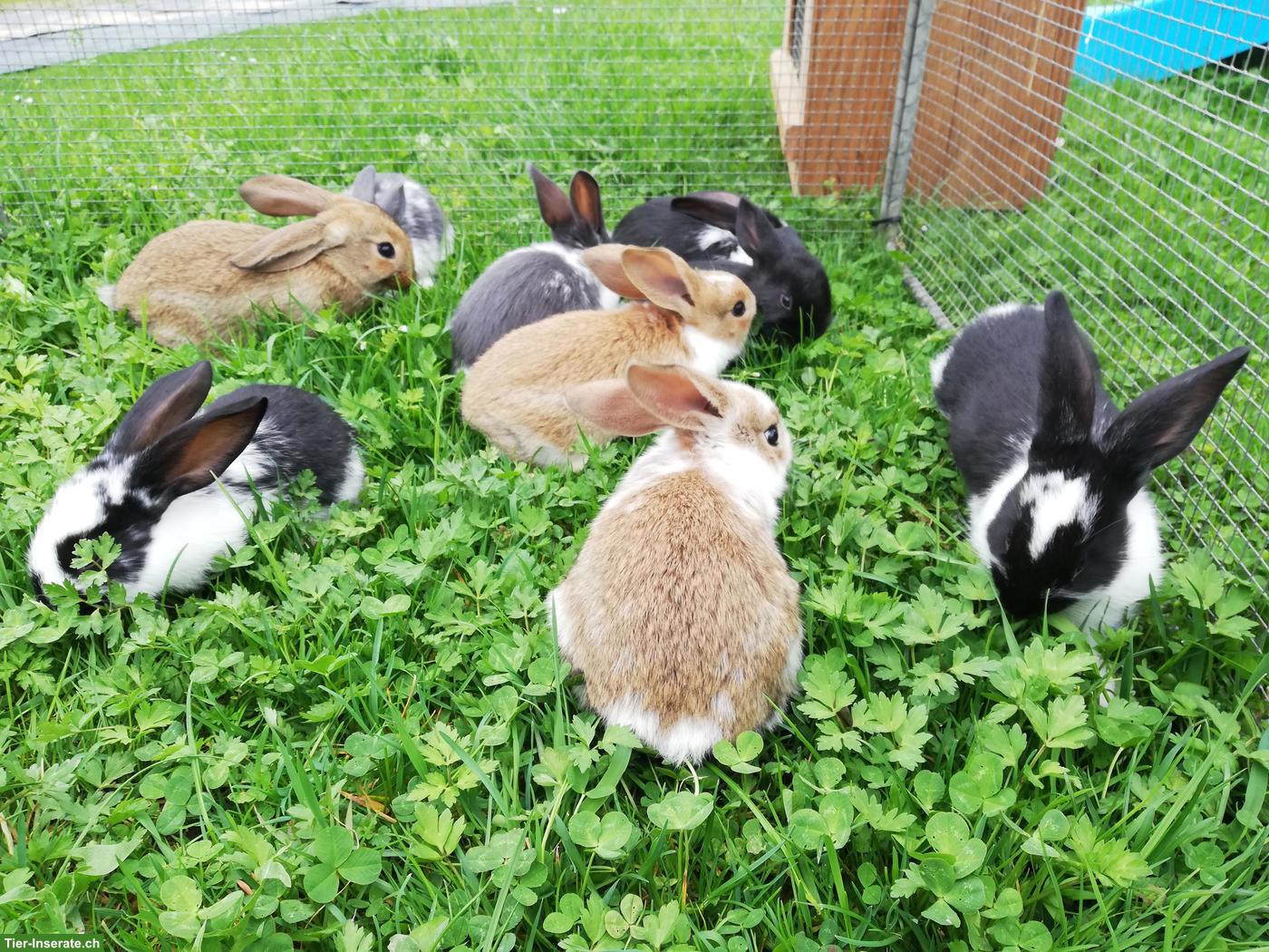 Junge Kaninchen zu verkaufen