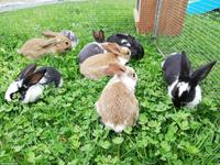 Junge Kaninchen zu verkaufen