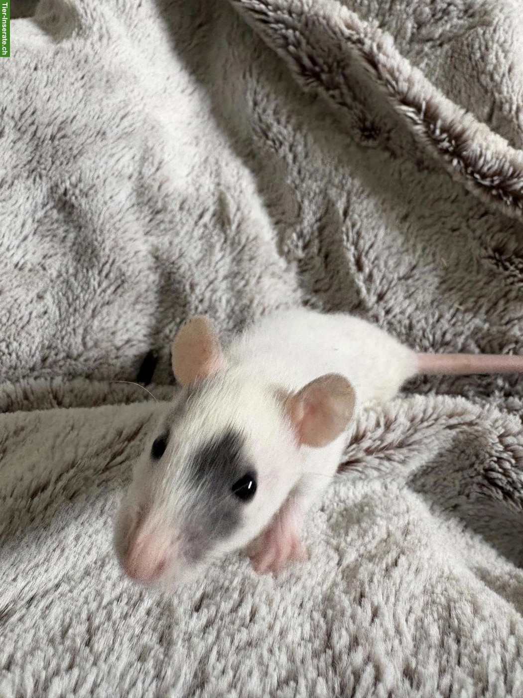 Sehr liebe junge Ratten Weibchen abzugeben