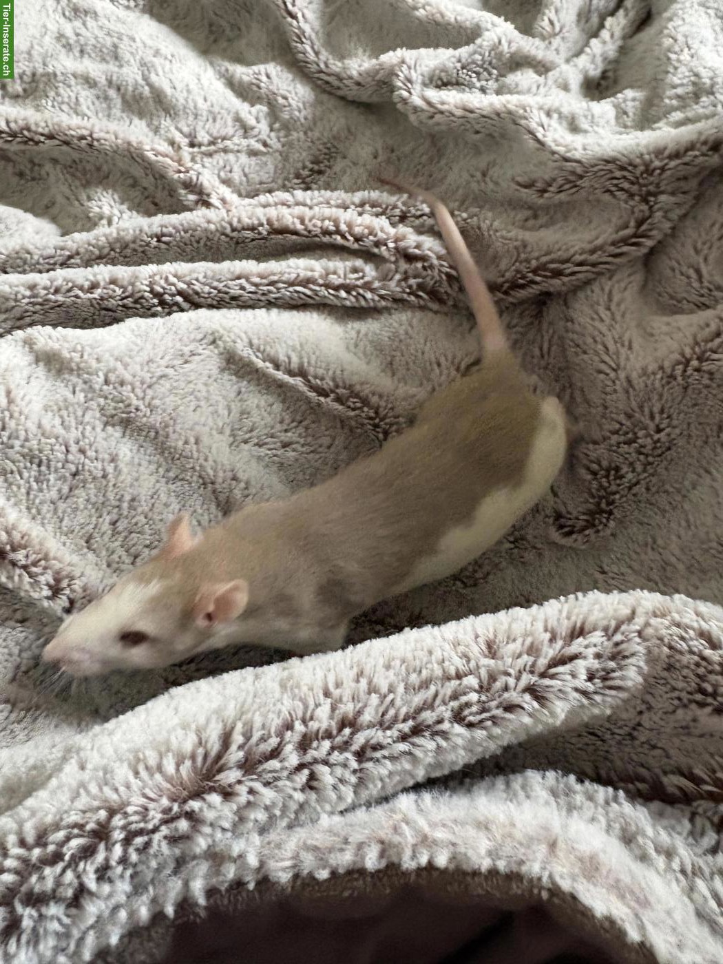 Bild 2: Sehr liebe junge Ratten Weibchen abzugeben