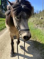 Islandpferd Stute mit viel Tölt, 12-jährig, Freizeit & Zucht