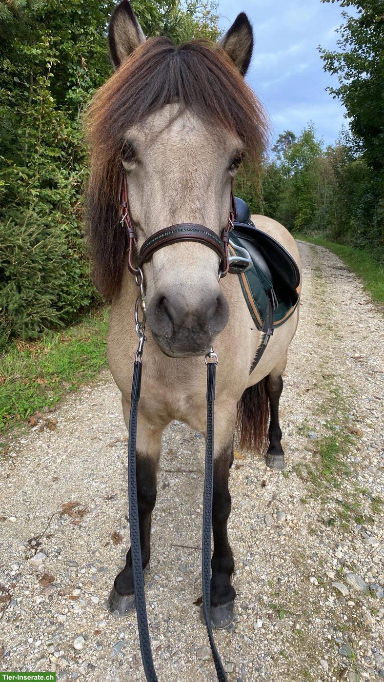 Bild 2: Islandpferd Stute mit viel Tölt, 12-jährig, Freizeit & Zucht