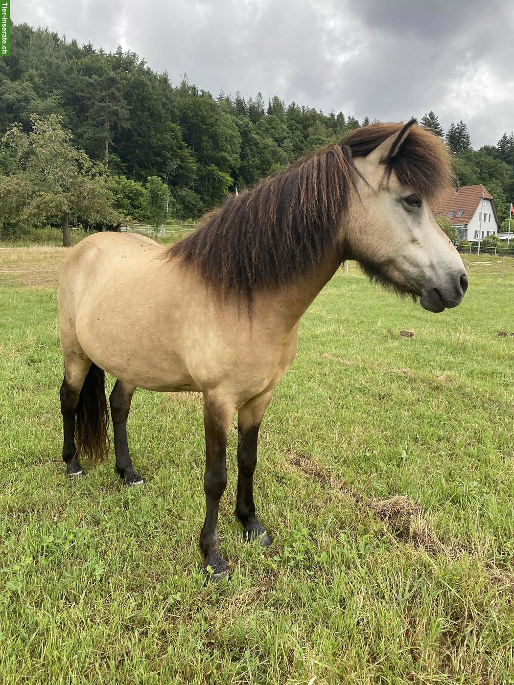 Bild 3: Islandpferd Stute mit viel Tölt, 12-jährig, Freizeit & Zucht