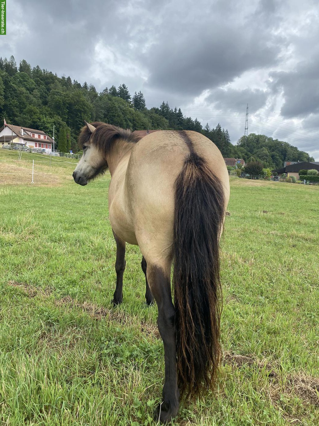 Bild 4: Islandpferd Stute mit viel Tölt, 12-jährig, Freizeit & Zucht