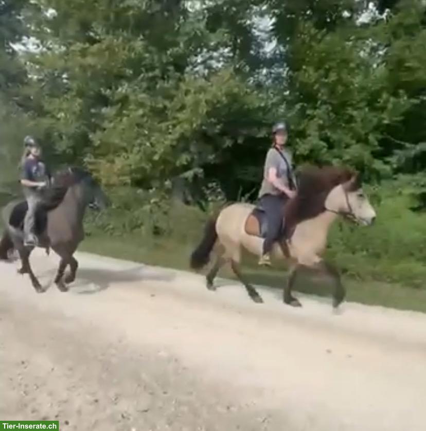 Bild 5: Islandpferd Stute mit viel Tölt, 12-jährig, Freizeit & Zucht