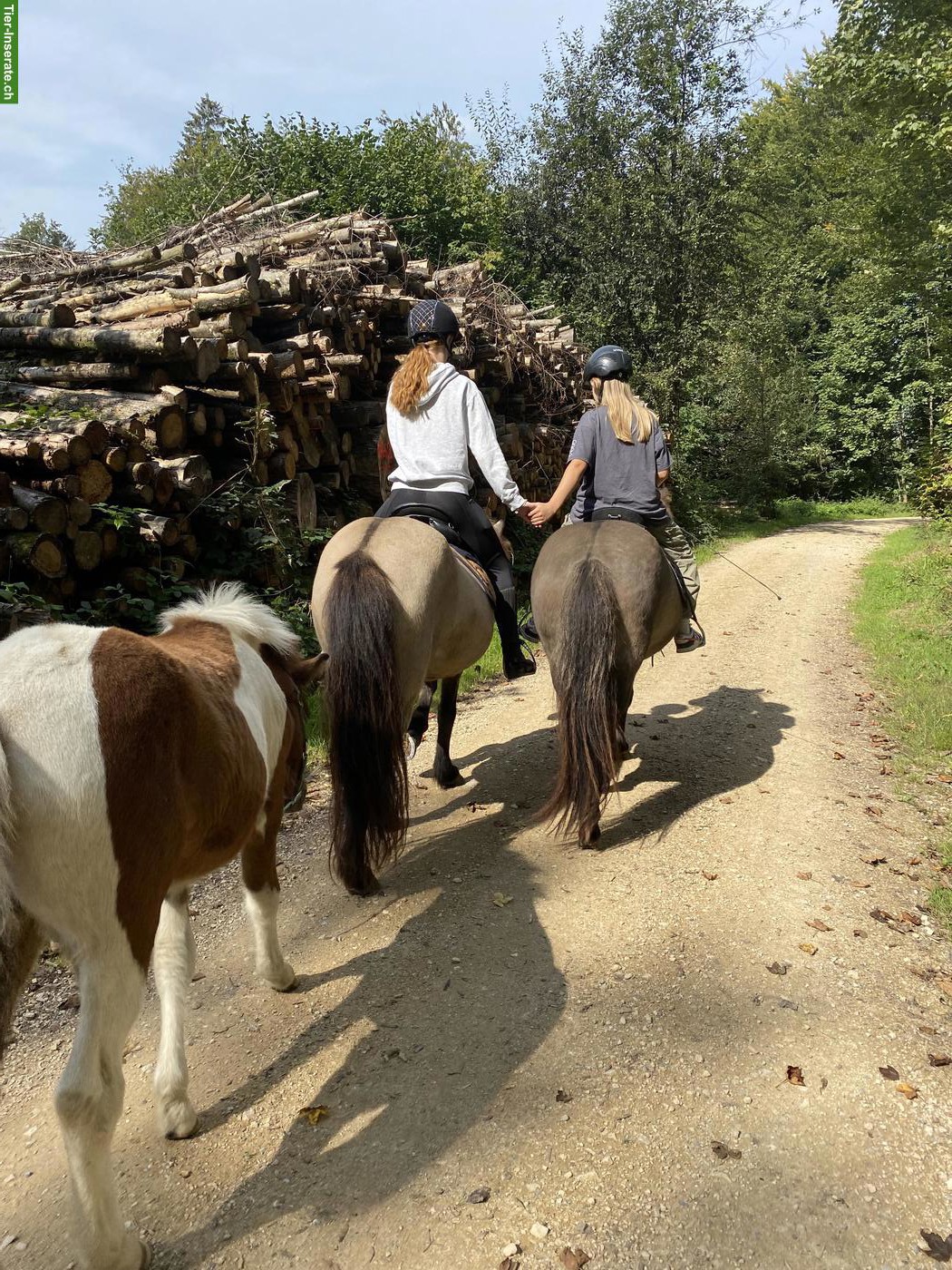 Bild 6: Islandpferd Stute mit viel Tölt, 12-jährig, Freizeit & Zucht
