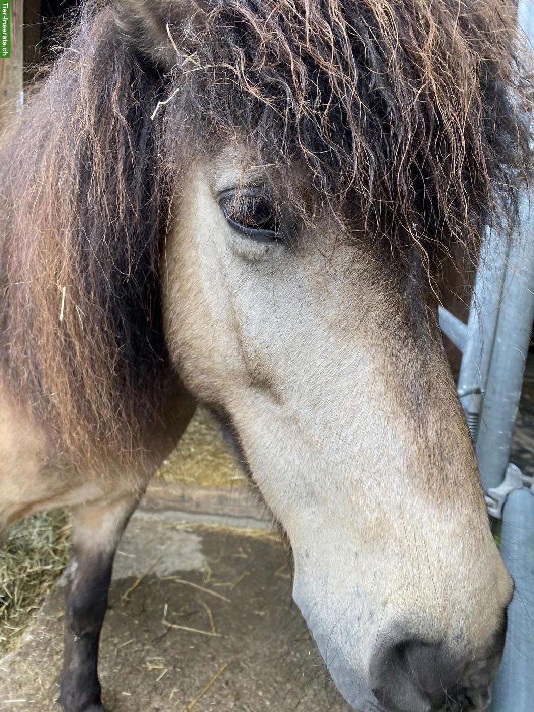 Bild 7: Islandpferd Stute mit viel Tölt, 12-jährig, Freizeit & Zucht