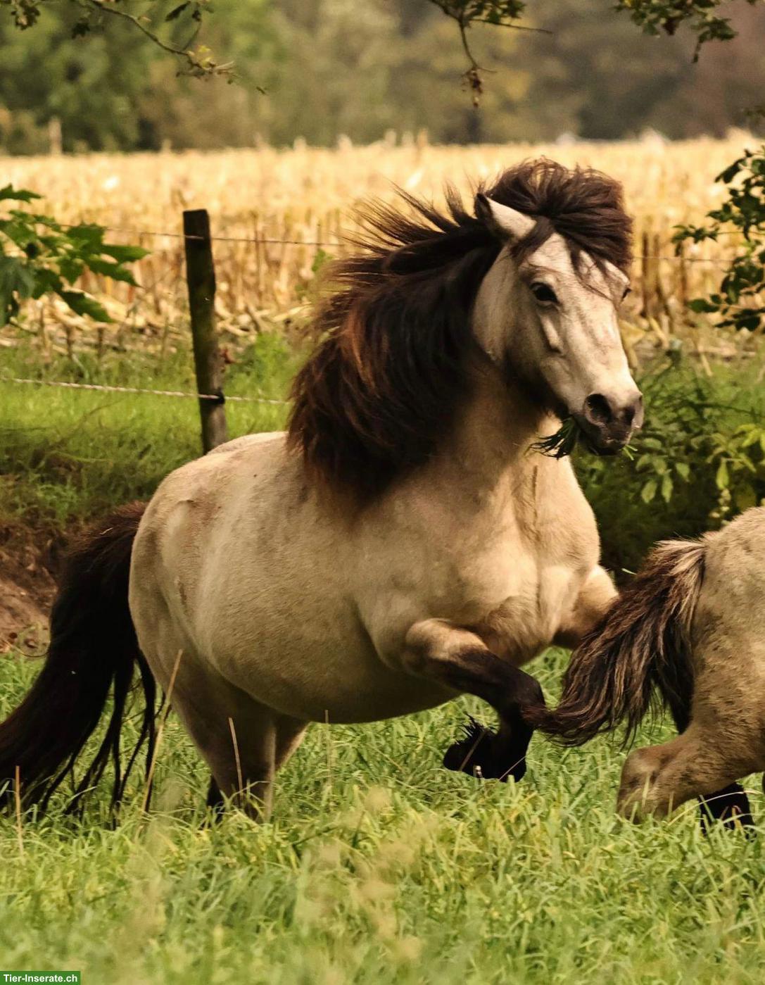 Bild 8: Islandpferd Stute mit viel Tölt, 12-jährig, Freizeit & Zucht