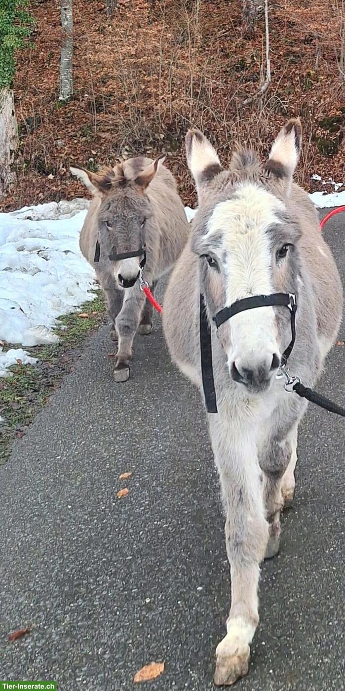 2 Esel Wallache gemeinsam zu verkaufen